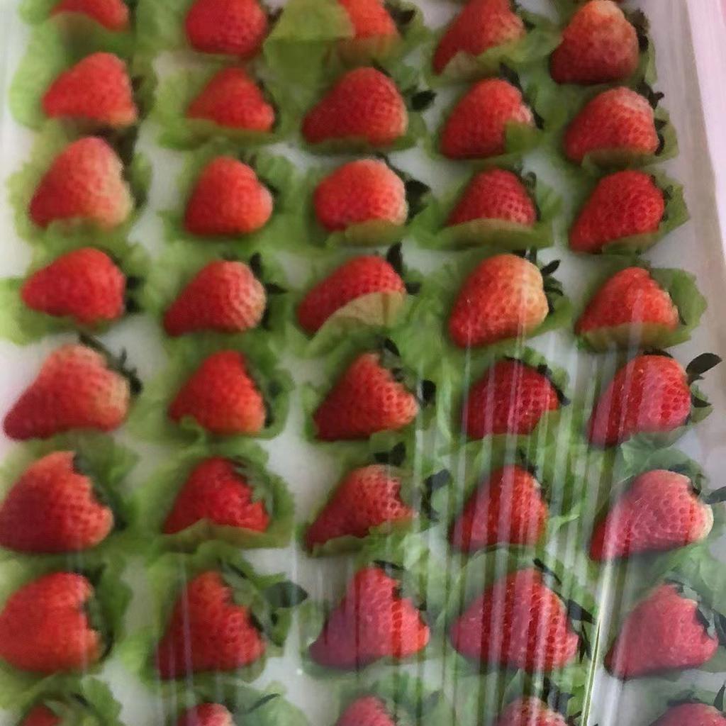 九九草莓