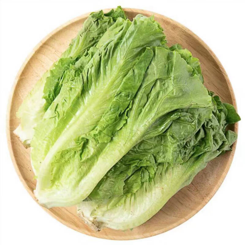罗马生菜