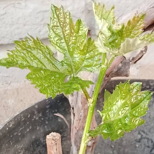 团购紫薯（袋装）