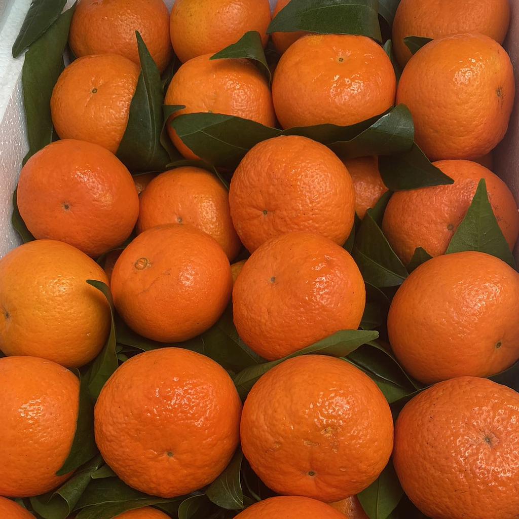 明日见