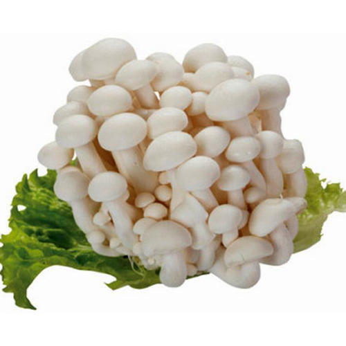 袋白玉菇