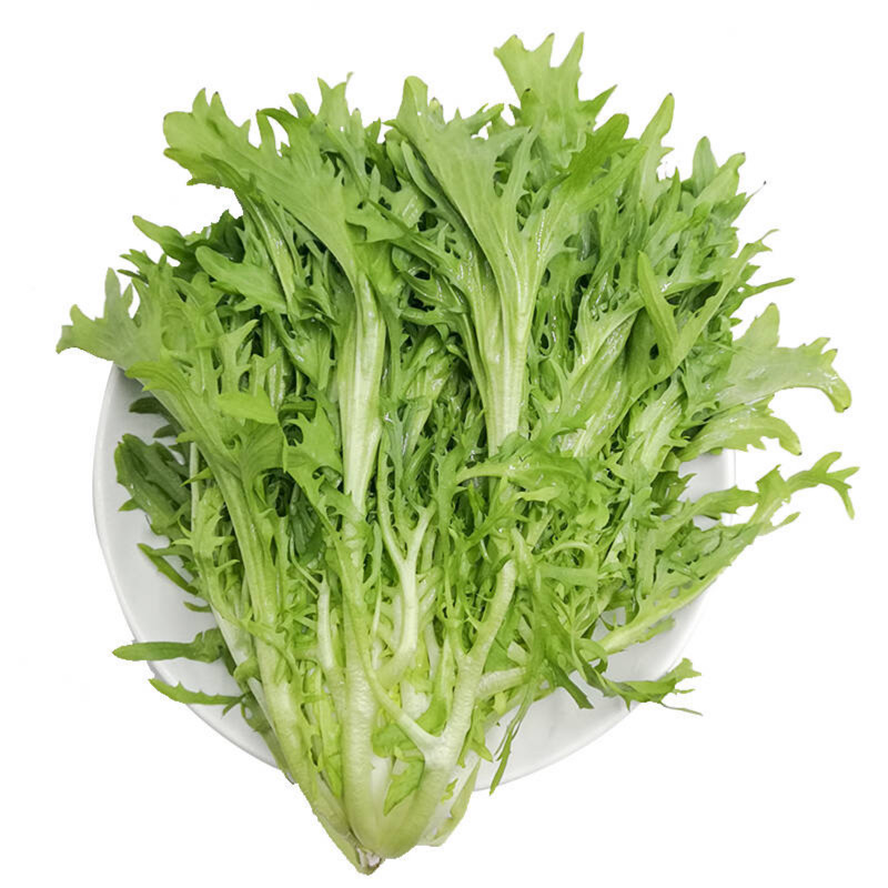 苦菊