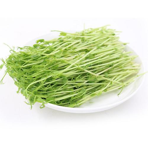 豌豆苗