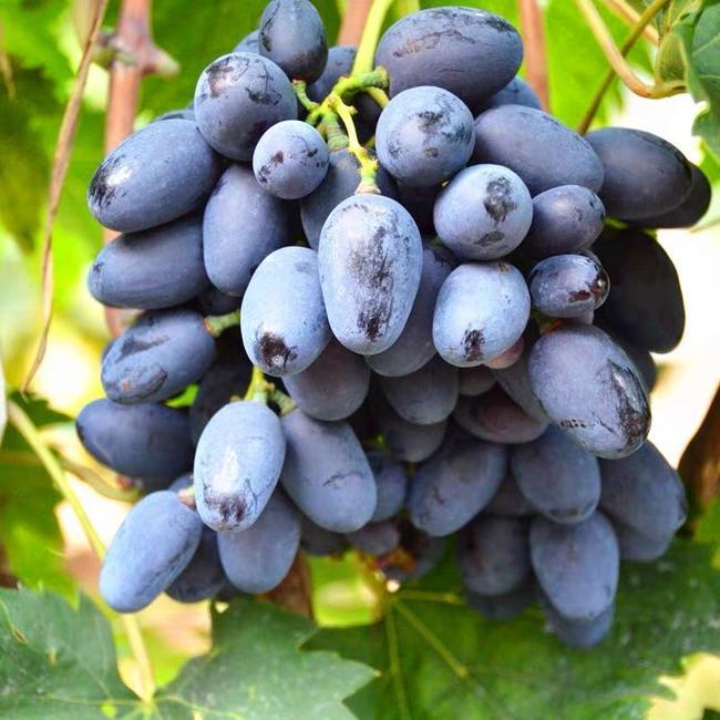 紫甜葡萄