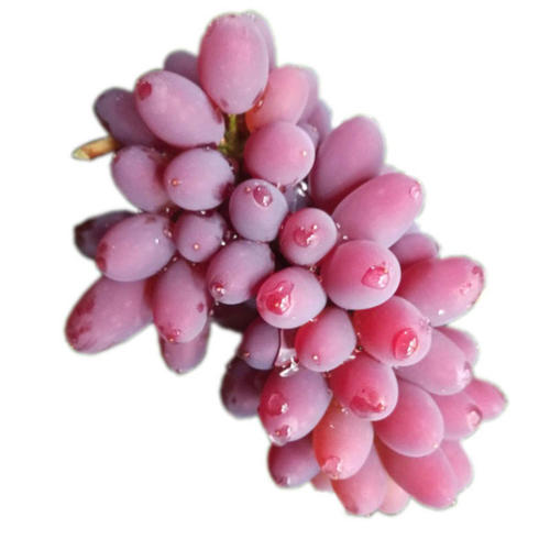 郁金香葡萄