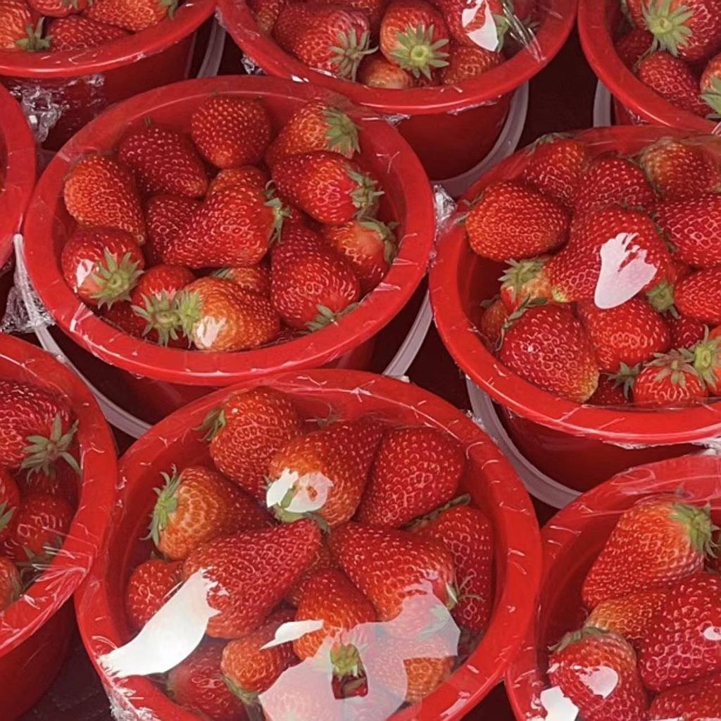 九九草莓[大果]
